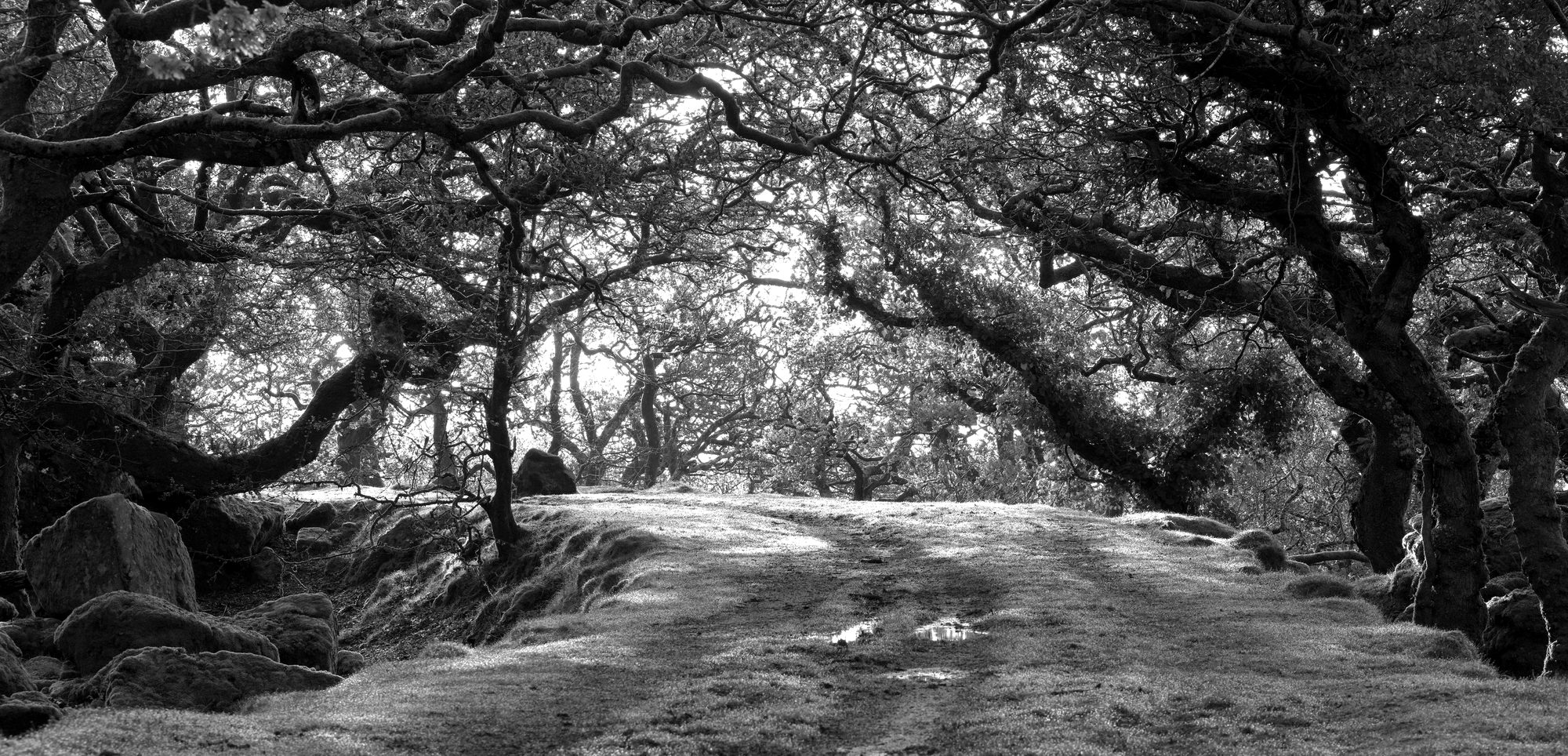 A path through ancient woodland in Devon